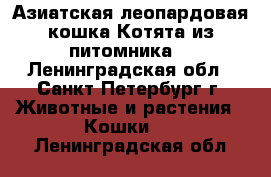 Азиатская леопардовая кошка.Котята из питомника. - Ленинградская обл., Санкт-Петербург г. Животные и растения » Кошки   . Ленинградская обл.